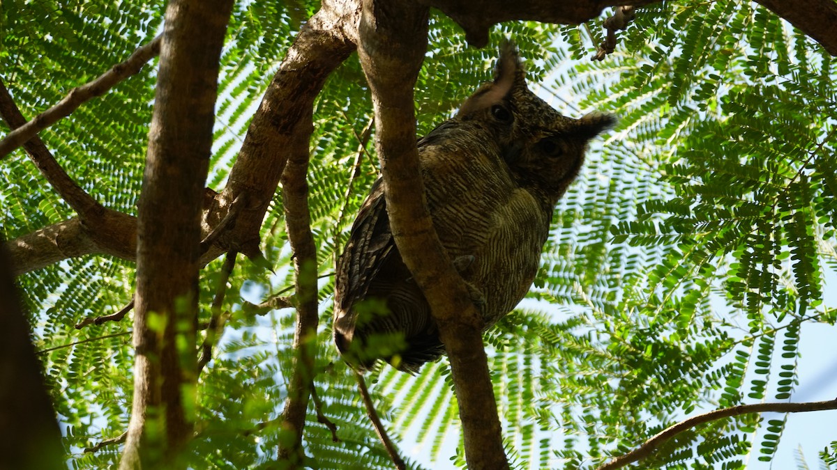 Arabian Eagle-Owl - ML646236957