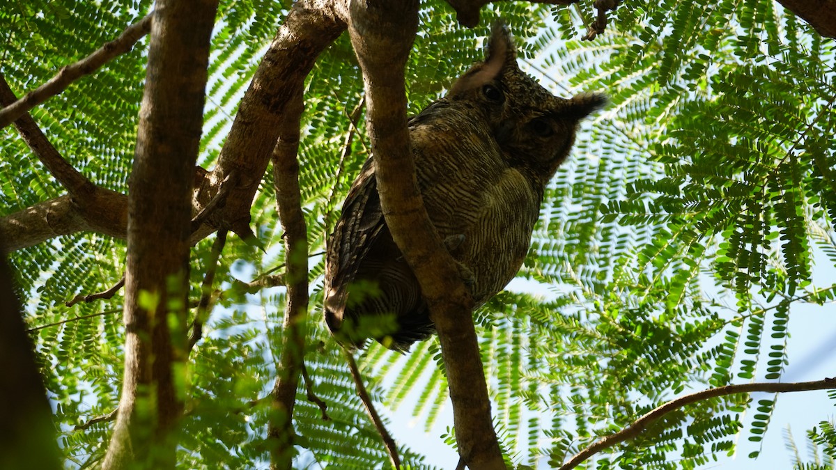 Arabian Eagle-Owl - ML646236958