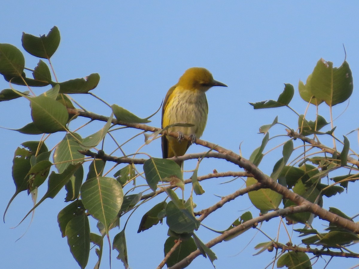 Indian Golden Oriole - ML646236960