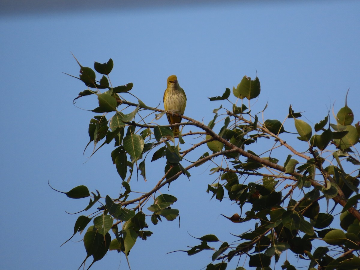 Indian Golden Oriole - ML646236961