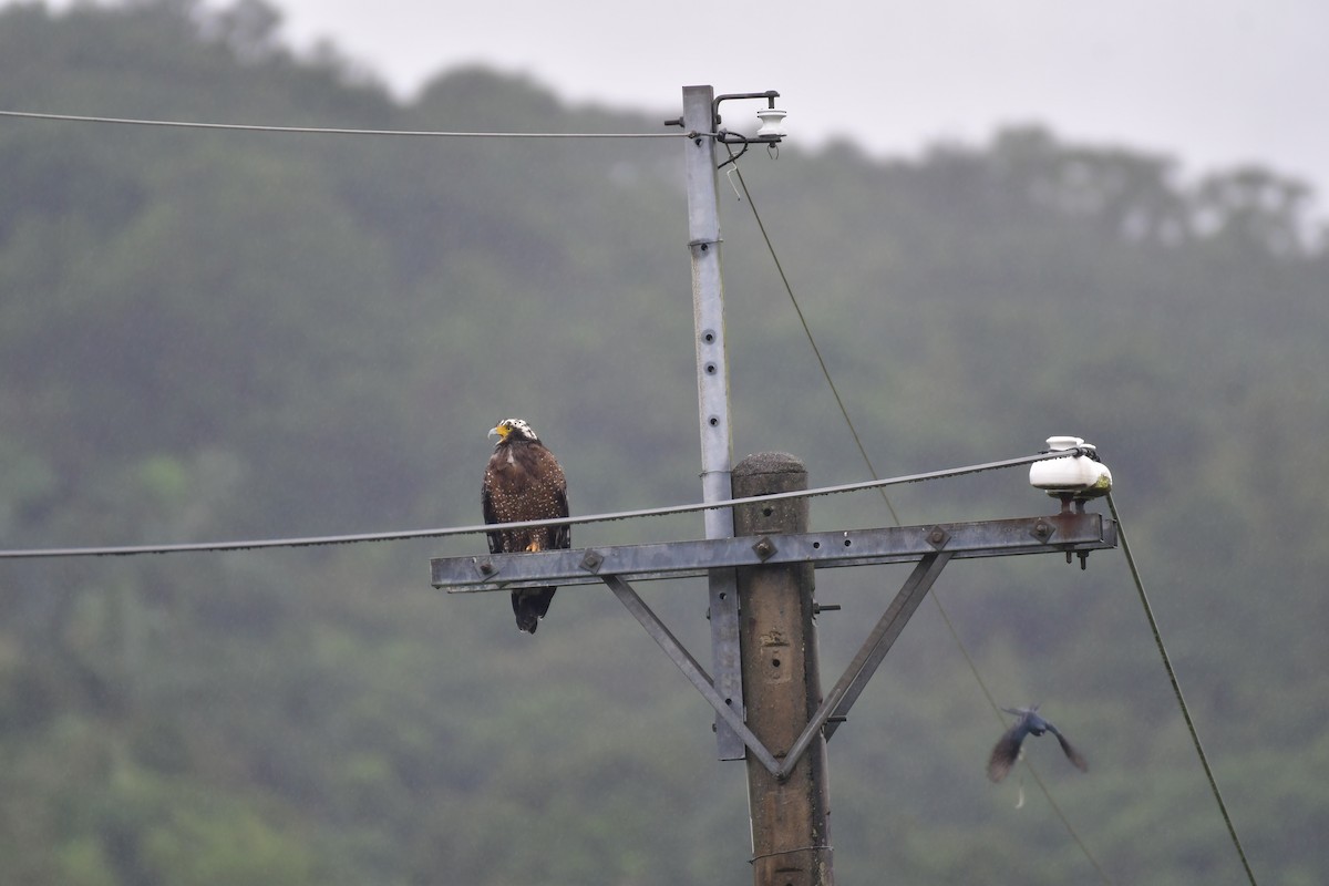 Crested Serpent-Eagle - ML646236962