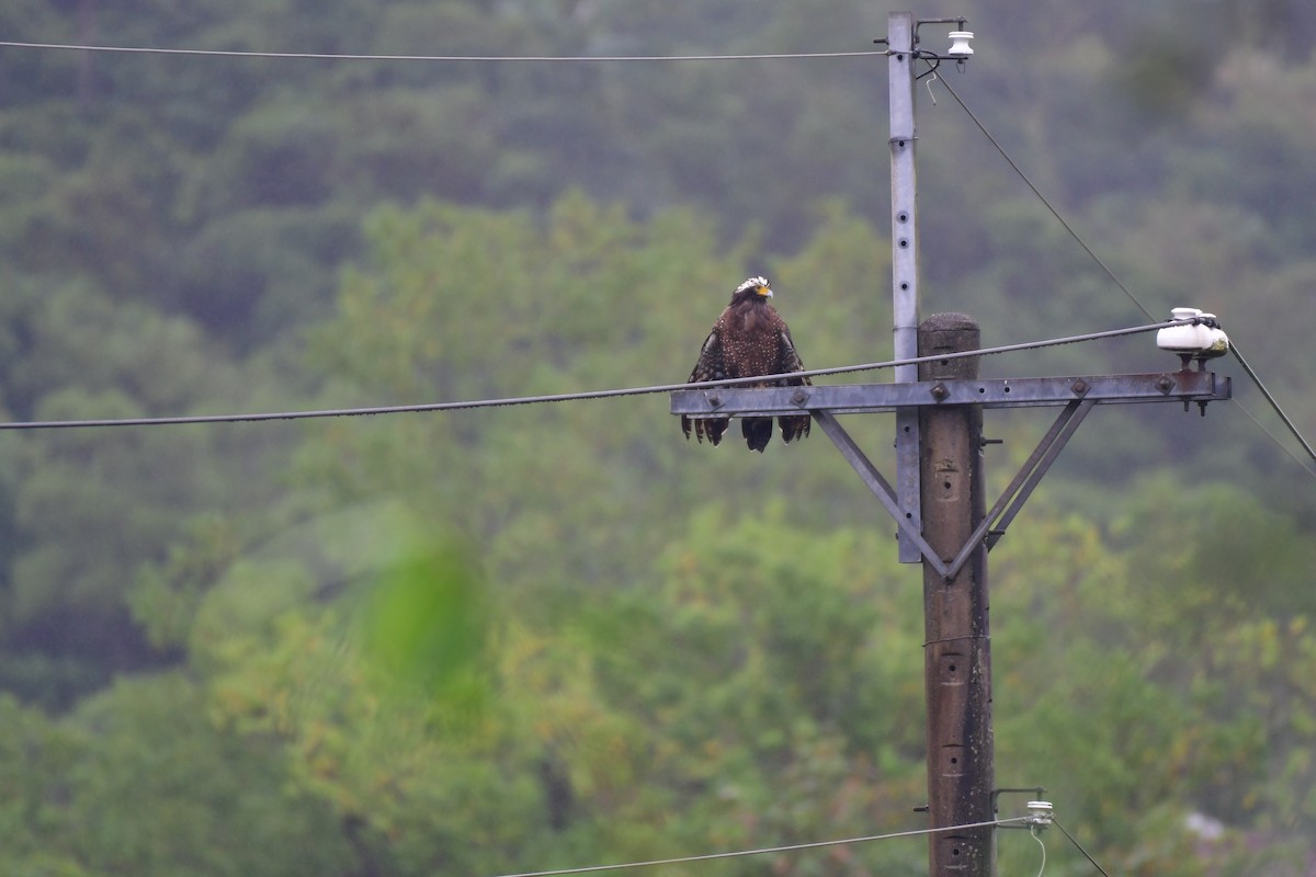 Crested Serpent-Eagle - ML646236963