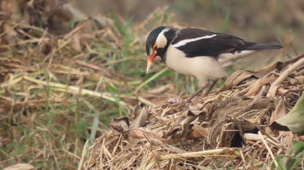 印度鵲椋鳥 - ML646236966