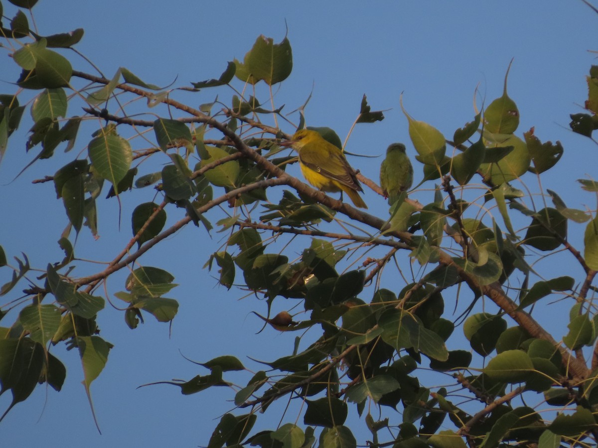 Indian Golden Oriole - ML646236971