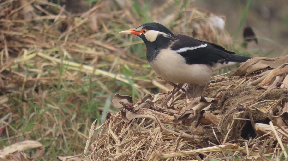 印度鵲椋鳥 - ML646236972