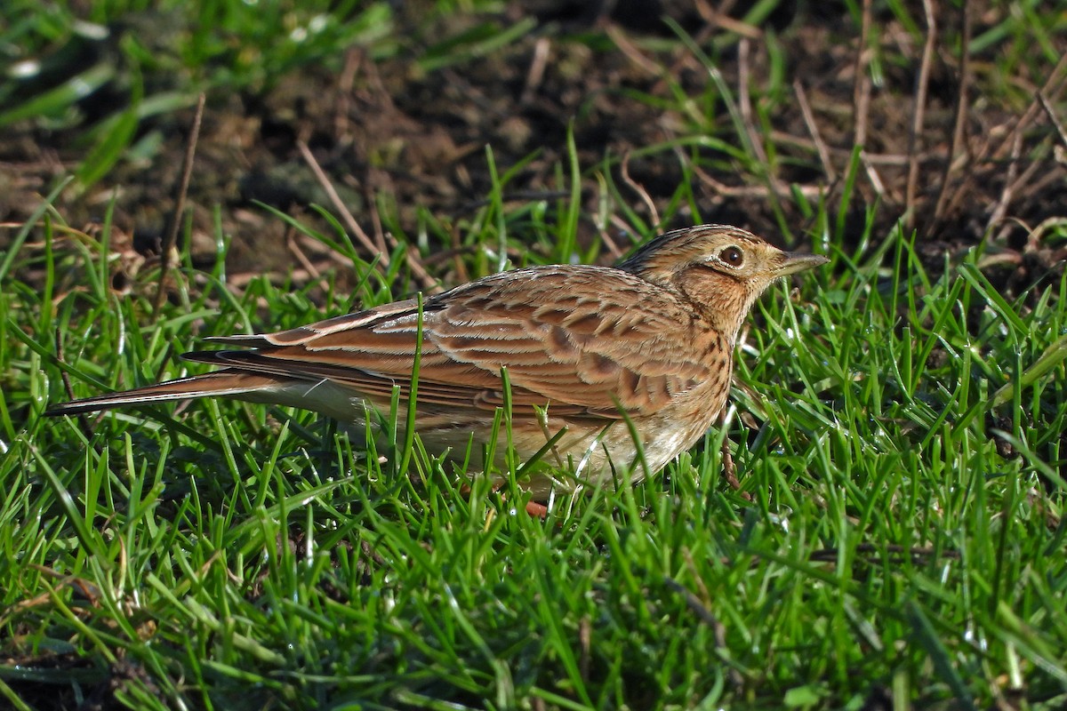 Eurasian Skylark - ML646236979