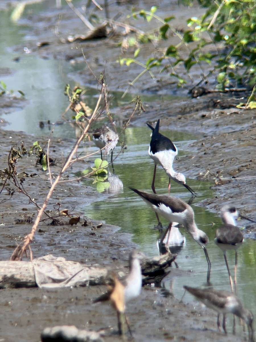 Black-winged Stilt - ML646236981