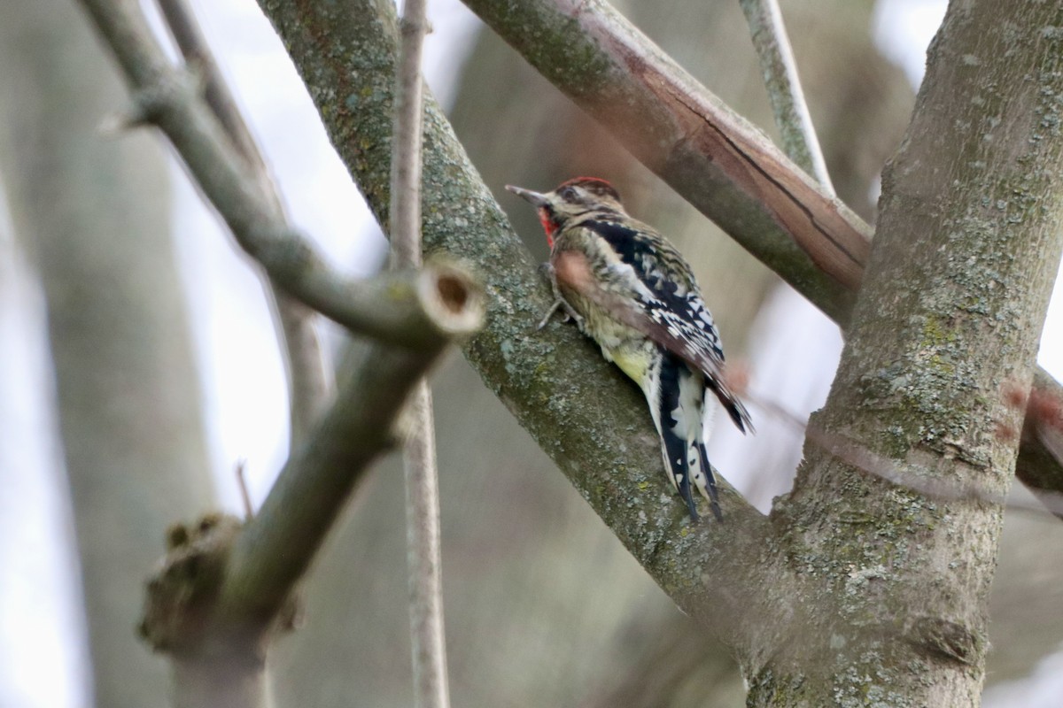 Yellow-bellied Sapsucker - ML646236990
