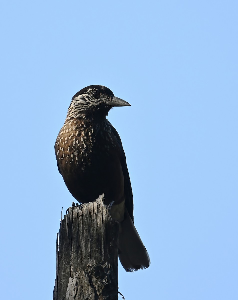 Southern Nutcracker - ML646237001