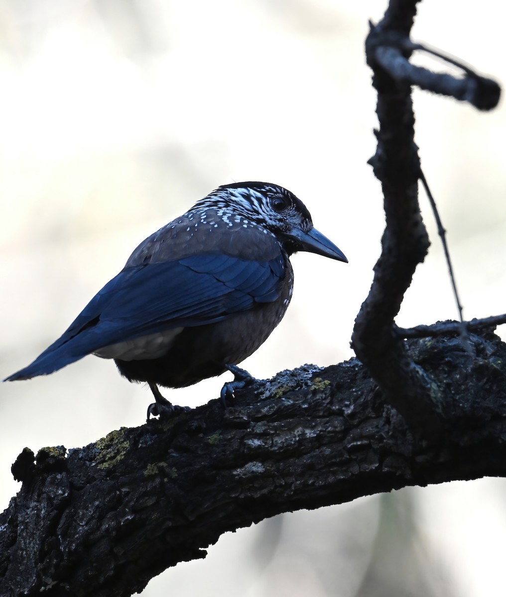 Southern Nutcracker - ML646237002