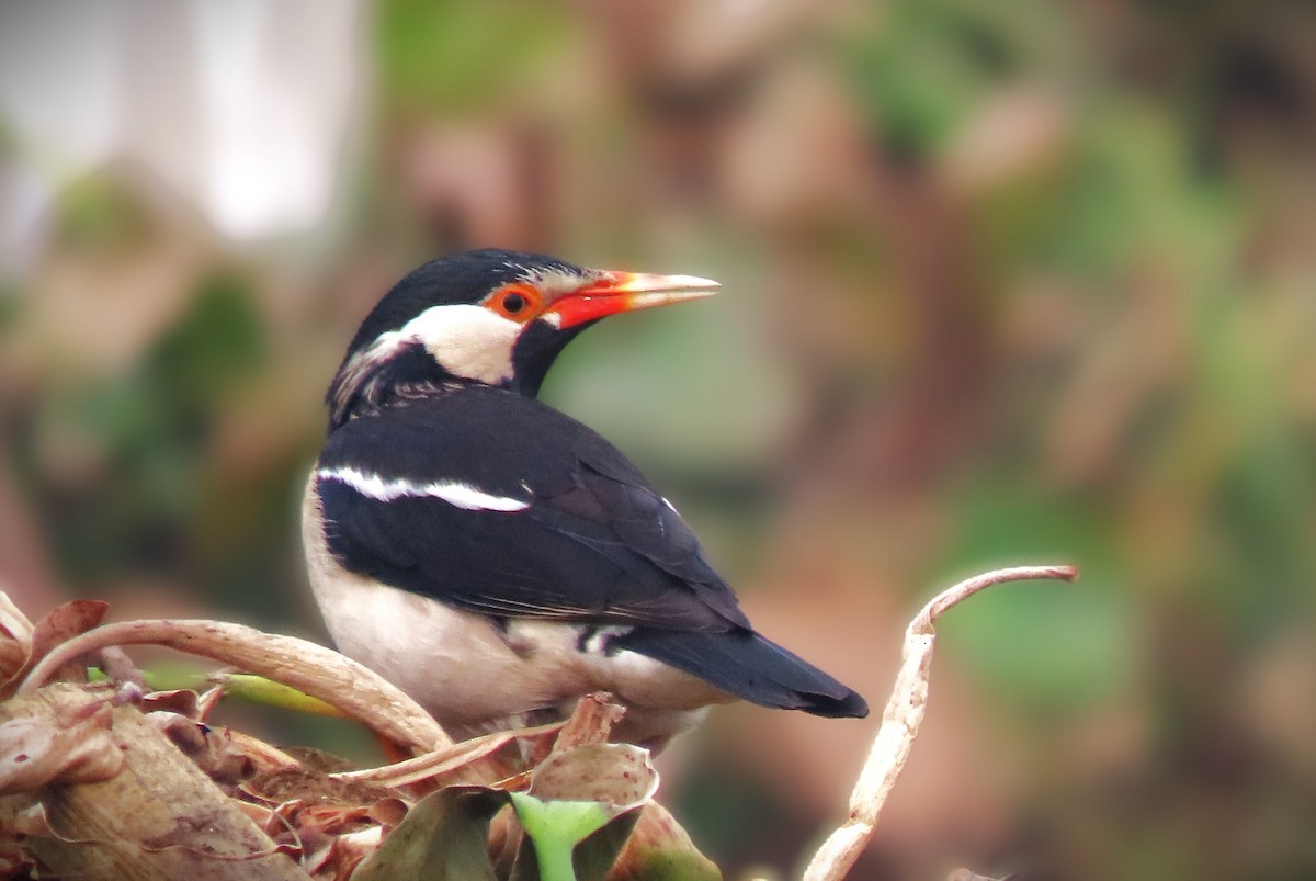 印度鵲椋鳥 - ML646237003