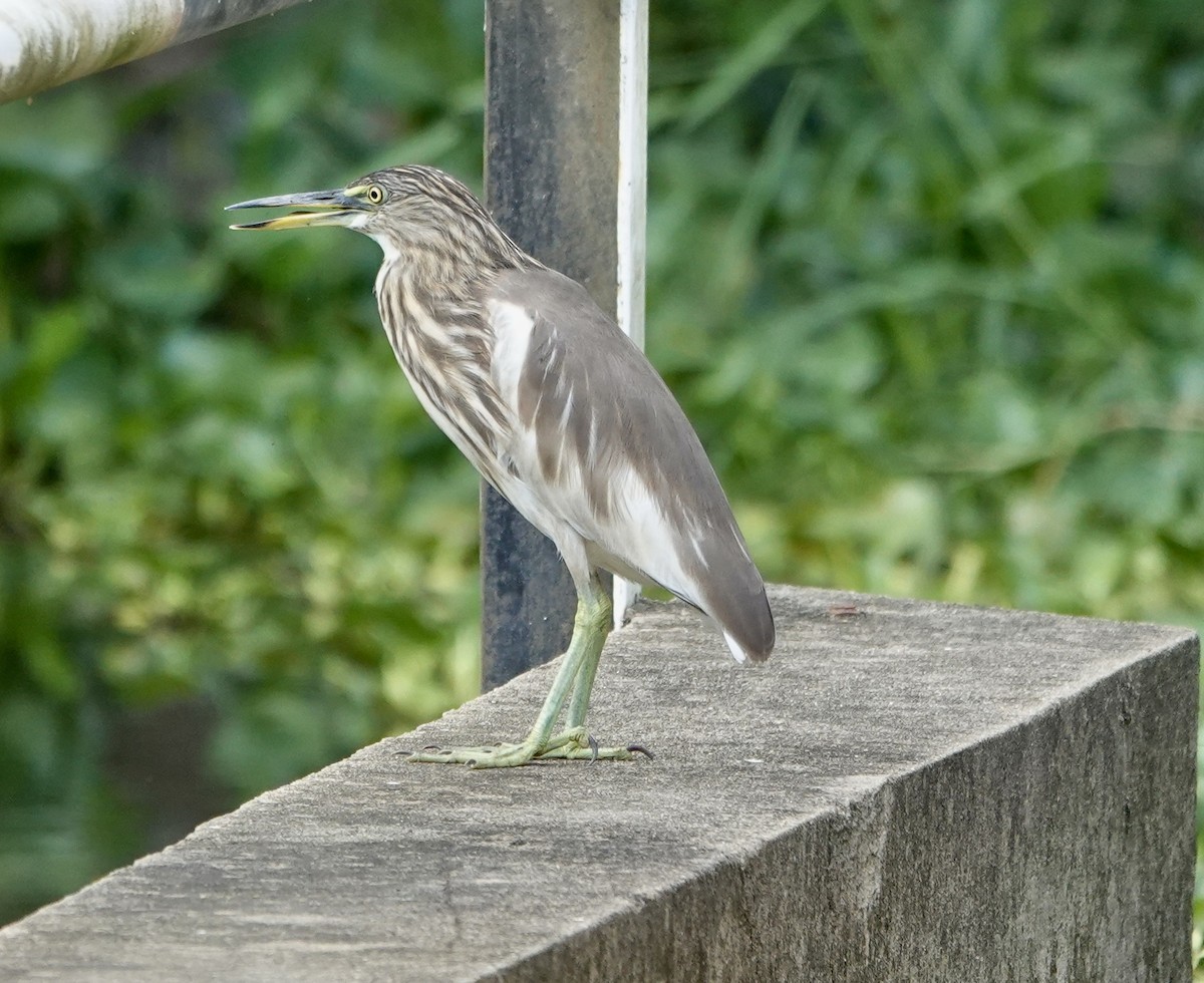Indian Pond-Heron - ML646237019