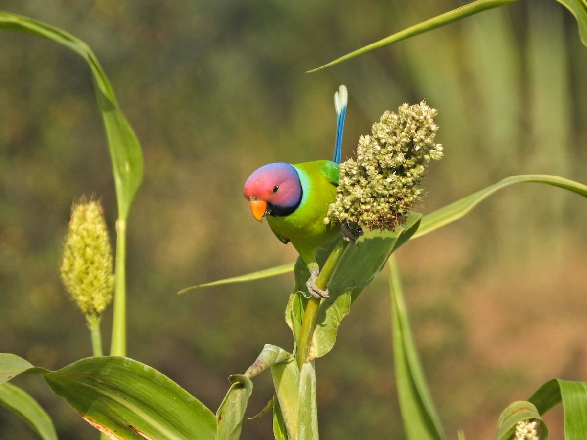Plum-headed Parakeet - ML646237021
