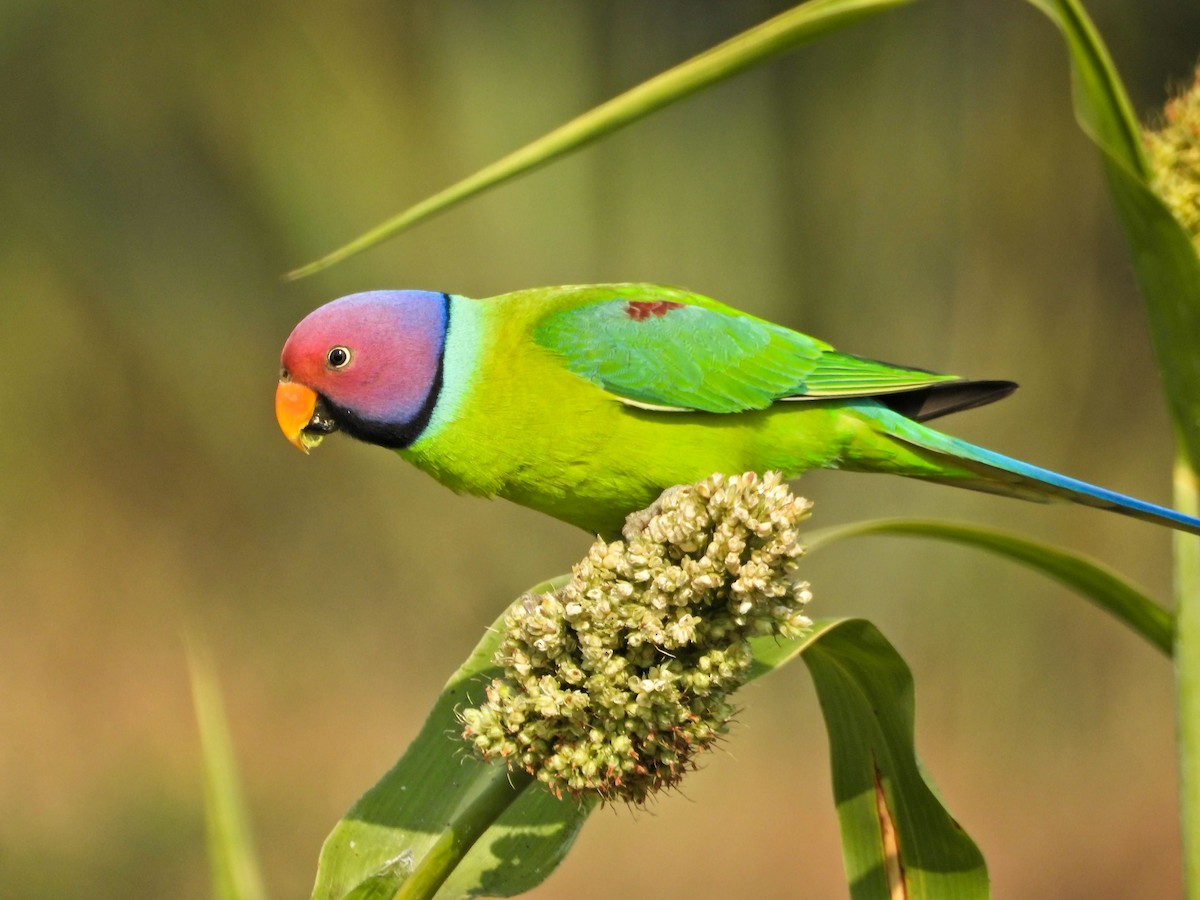 Plum-headed Parakeet - ML646237023