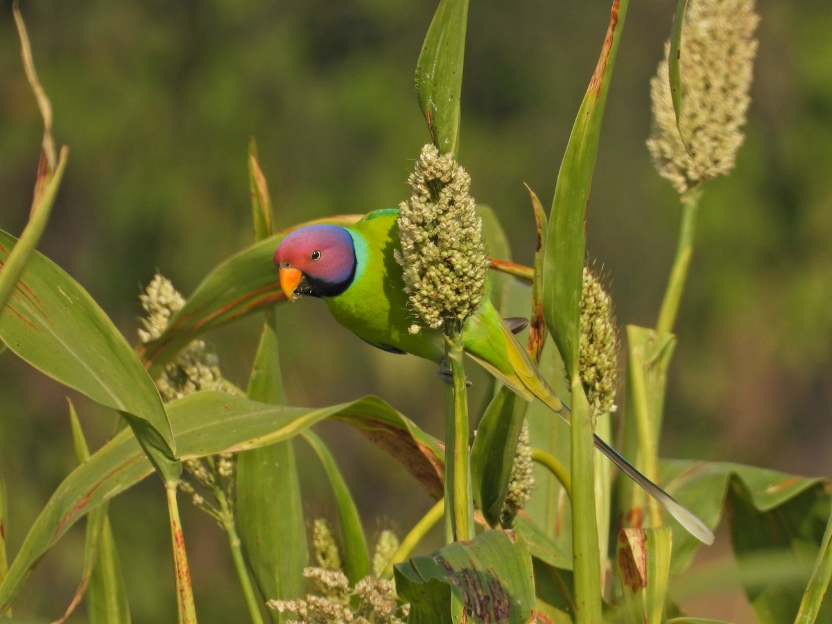 Plum-headed Parakeet - ML646237024