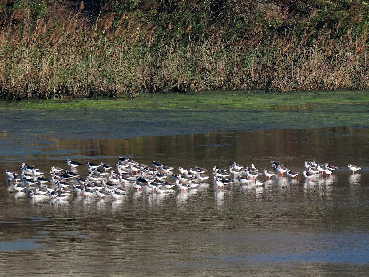 Black-winged Stilt - ML646237025