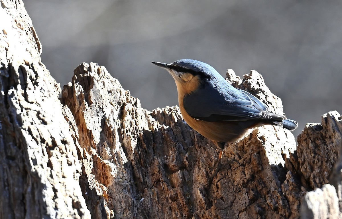 Picchio muratore - ML646237029