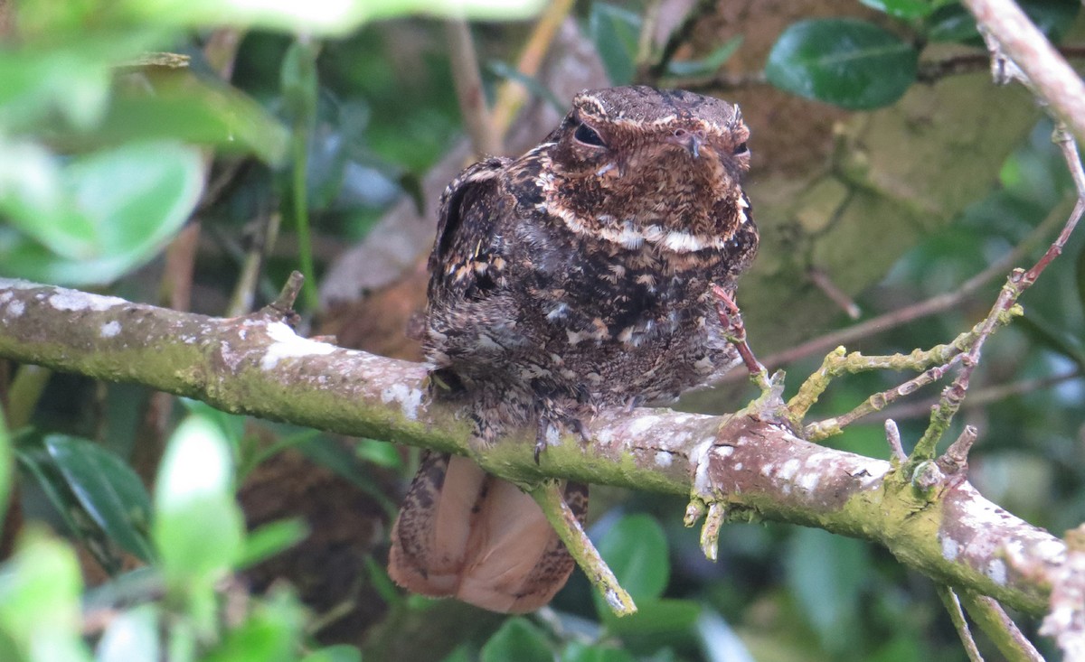 Chuck-will's-widow - ML646237030