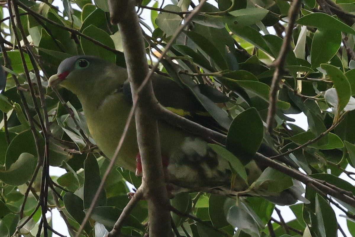 tykknebbgrønndue - ML646237043