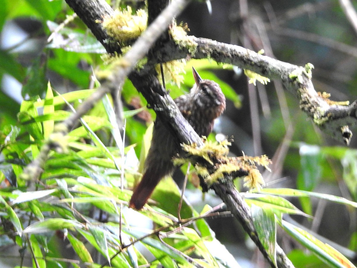 Streaked Xenops - ML646237047