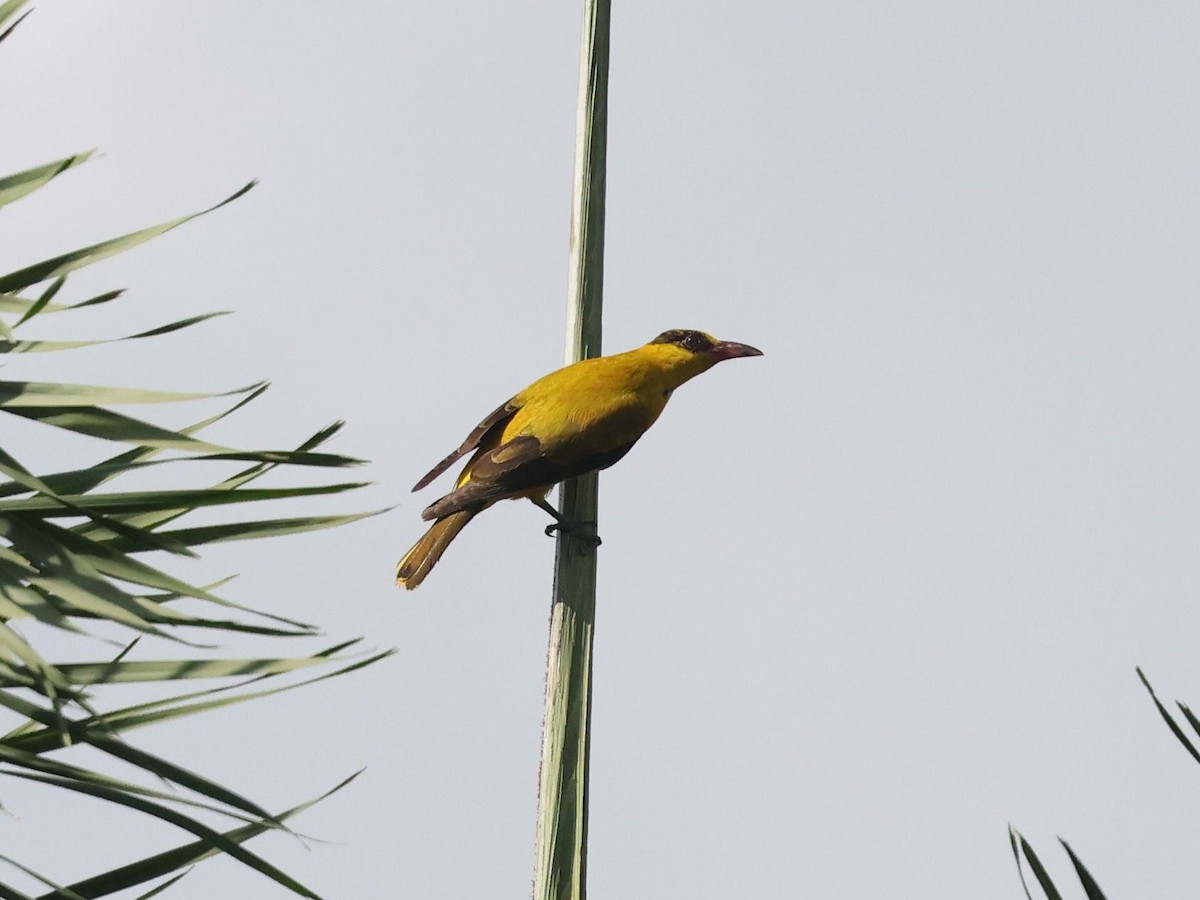 黃鸝 - ML646237048