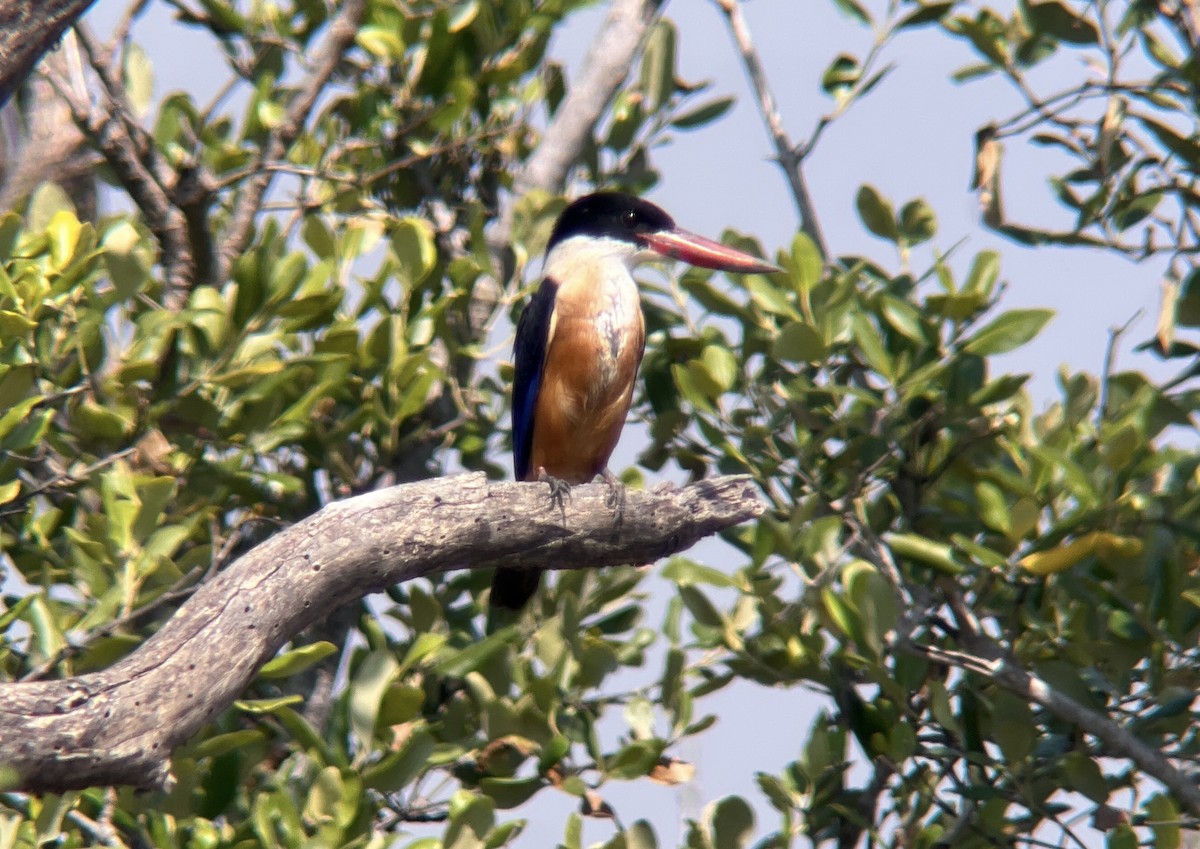 Ошейниковый зимородок - ML646237050