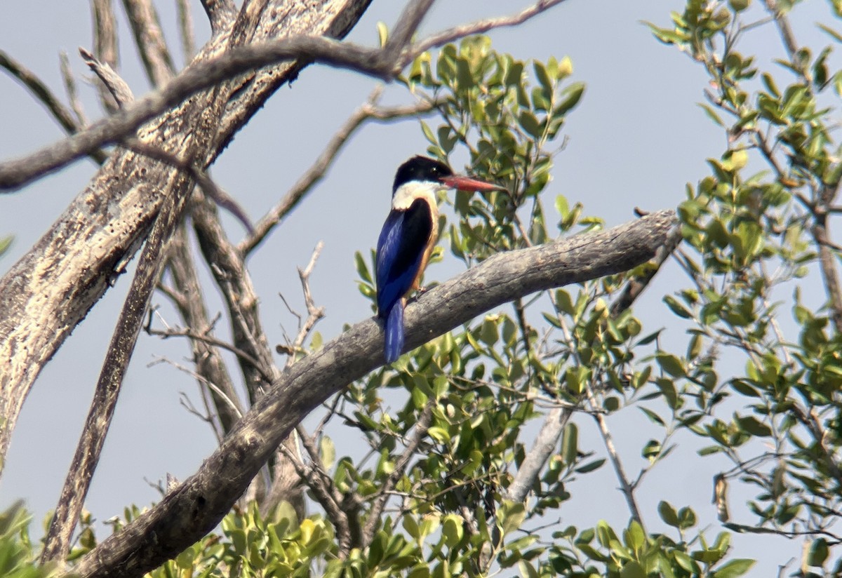 Ошейниковый зимородок - ML646237051