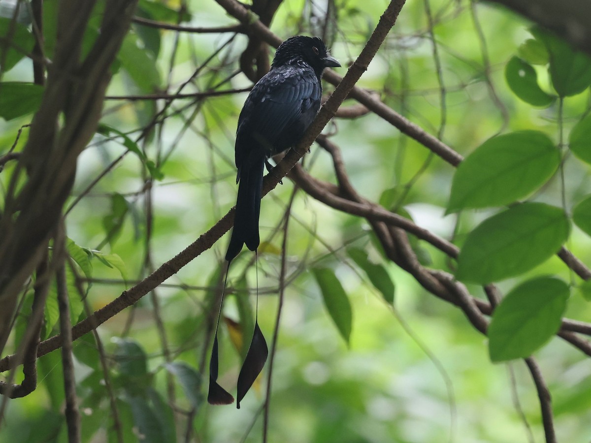 Райский дронго - ML646237053