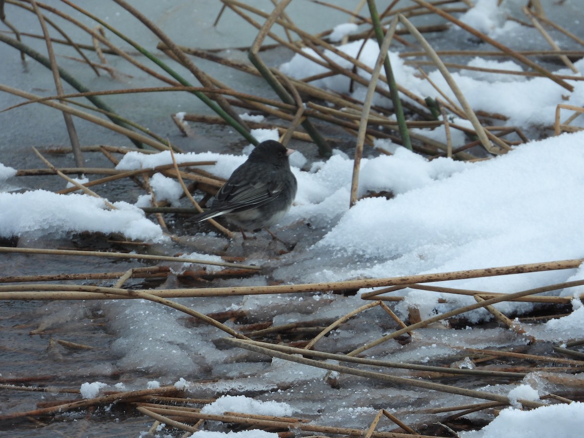 Серый юнко - ML646237054