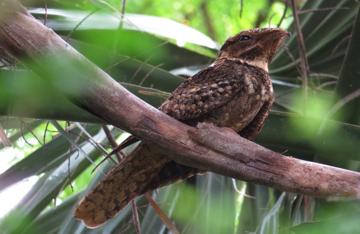 Каролинский козодой - ML646237055