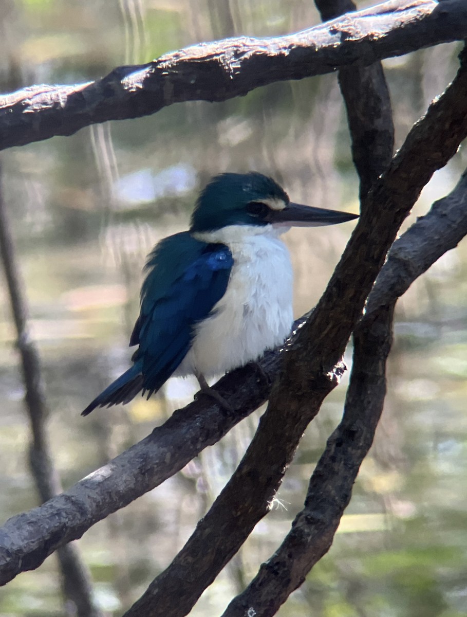 Воротничковая альциона - ML646237056