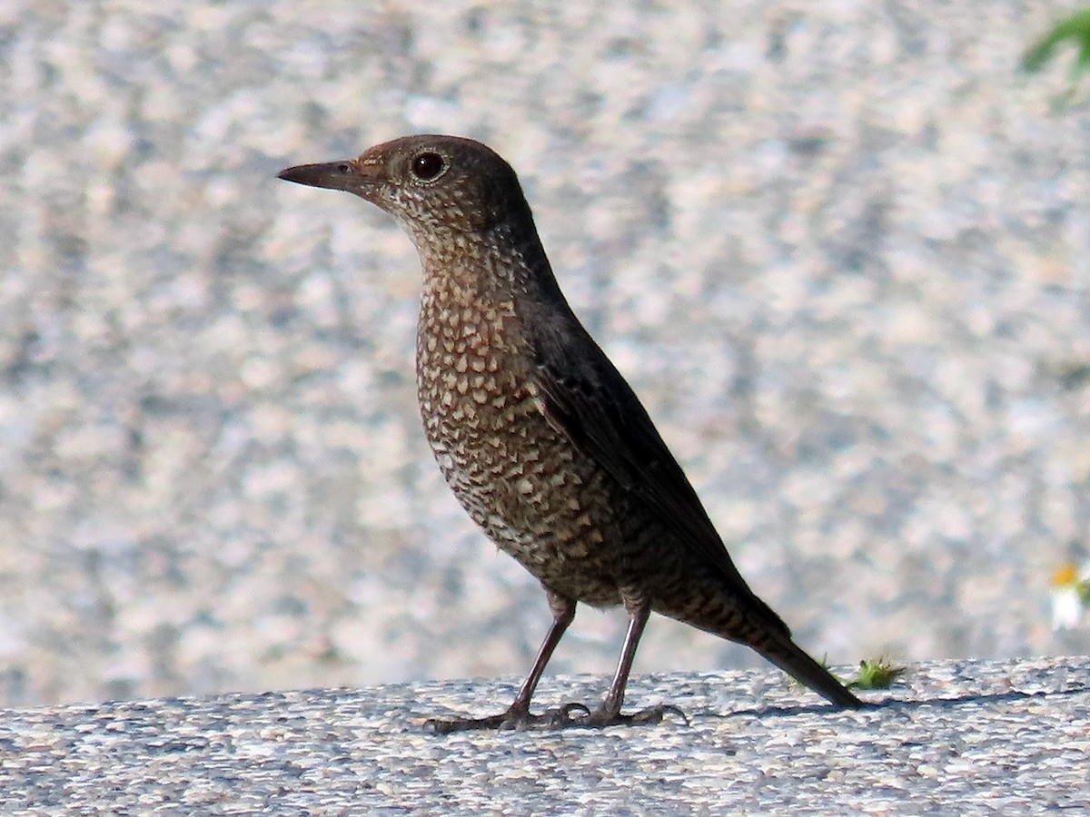 Синий каменный дрозд - ML646237057