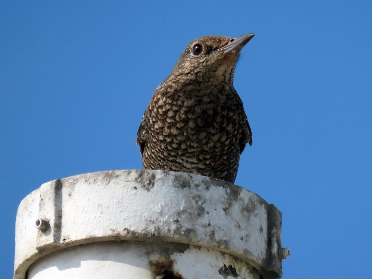 Синий каменный дрозд - ML646237060