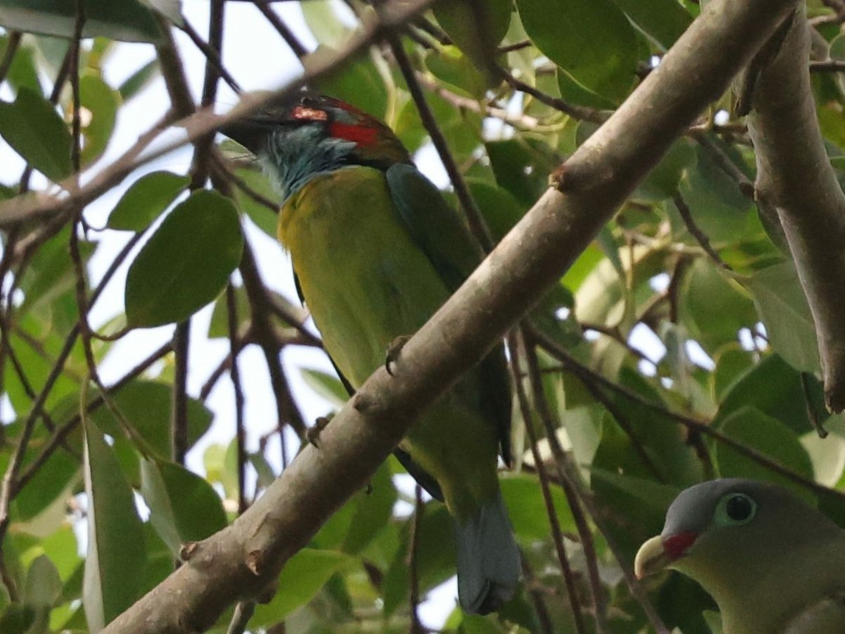 Blue-eared Barbet - ML646237061