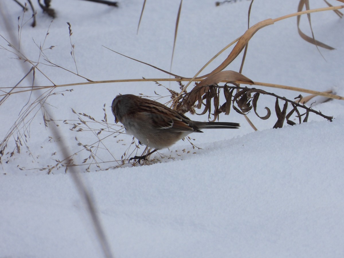 Воробьиная овсянка - ML646237063