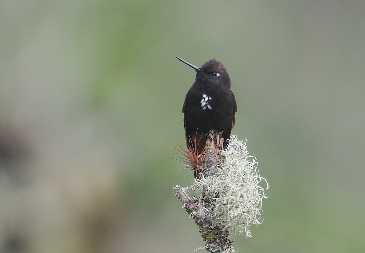 Черноголовая ирида - ML646237064