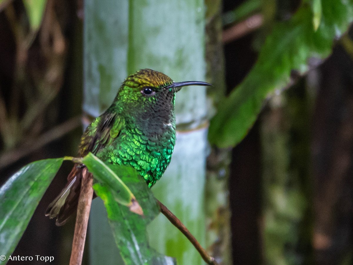 Медноголовая эльвира - ML646237065