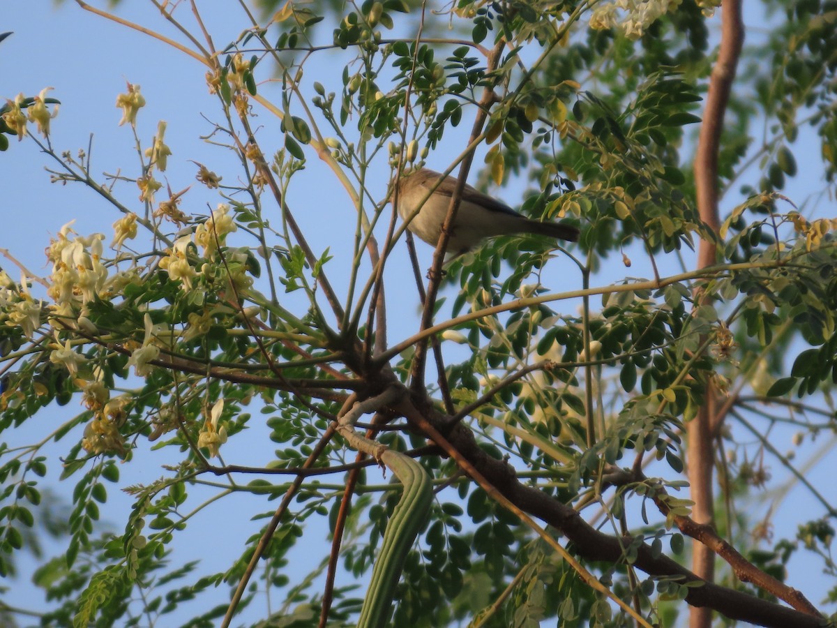 Зелёная пеночка - ML646237066