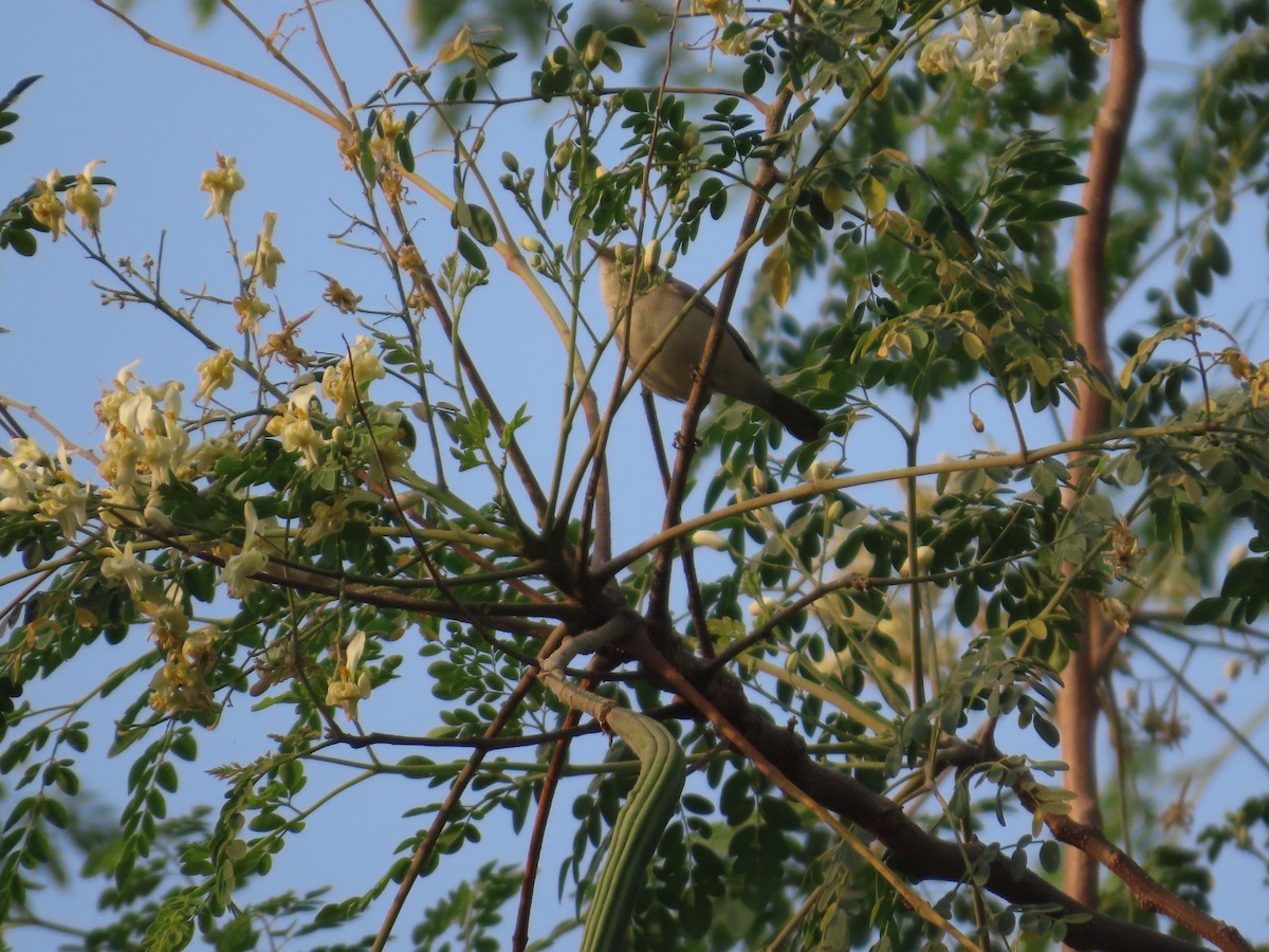 Зелёная пеночка - ML646237067