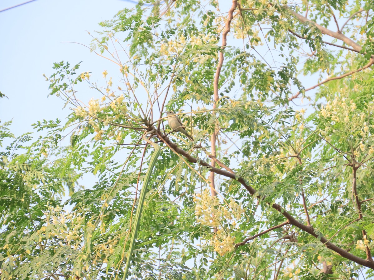 Зелёная пеночка - ML646237068