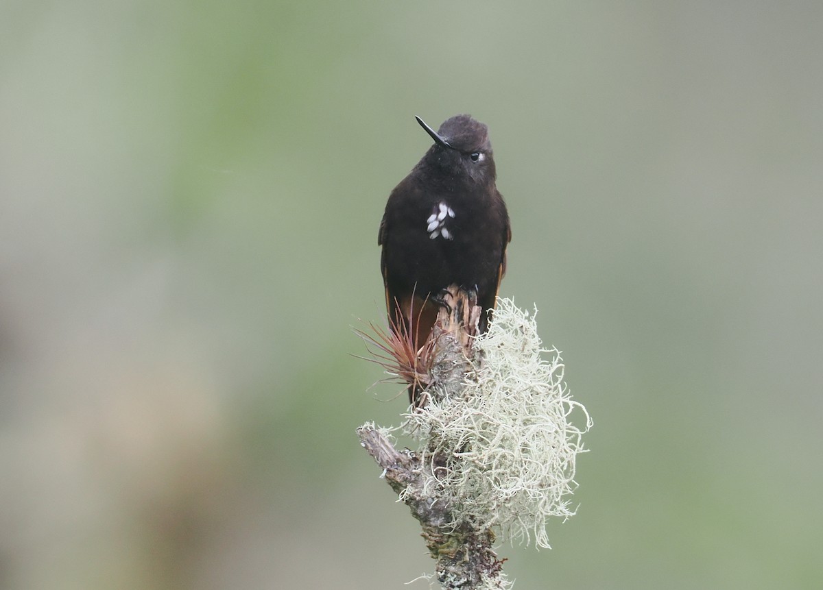 Черноголовая ирида - ML646237070