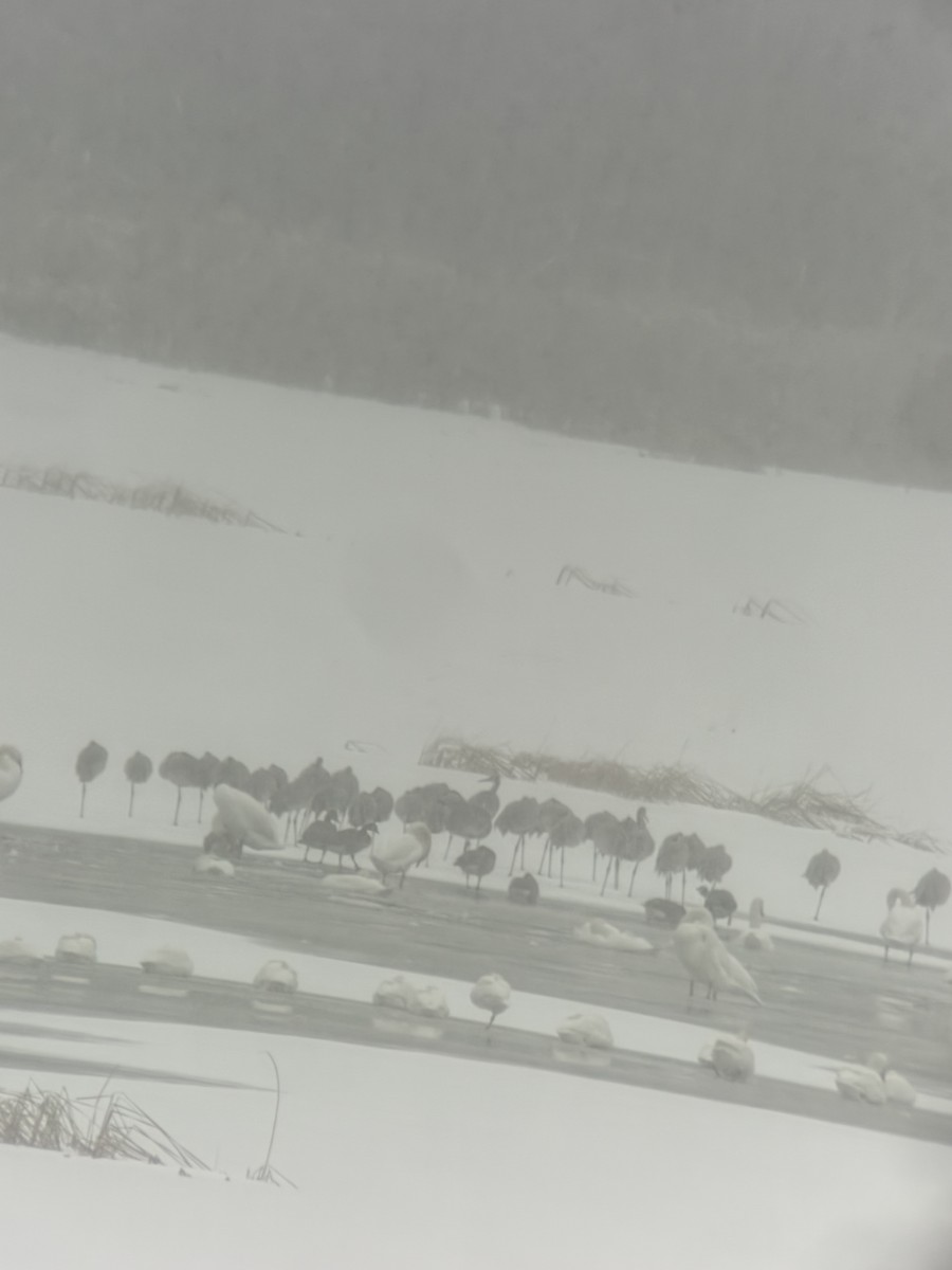 Sandhill Crane - ML646237071