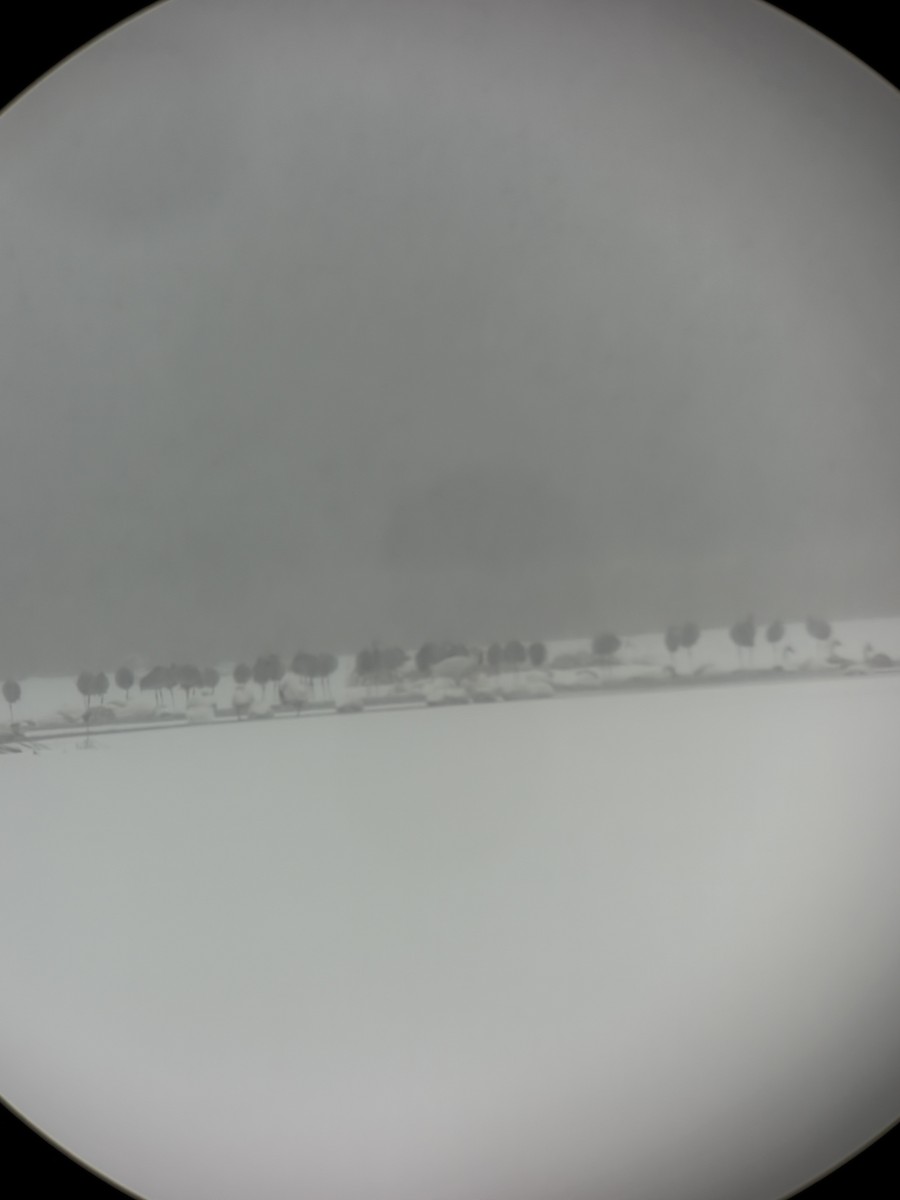 Sandhill Crane - ML646237072