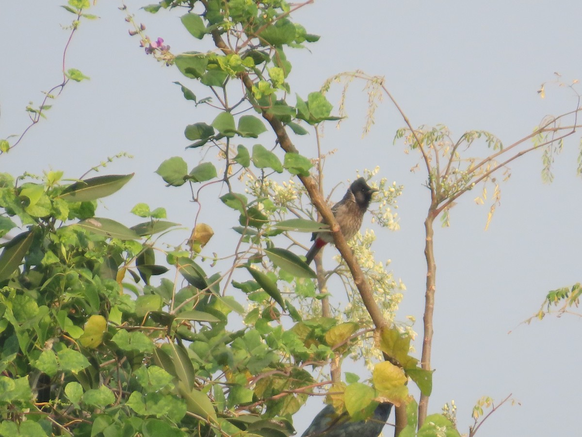 Красногузый бюльбюль - ML646237073