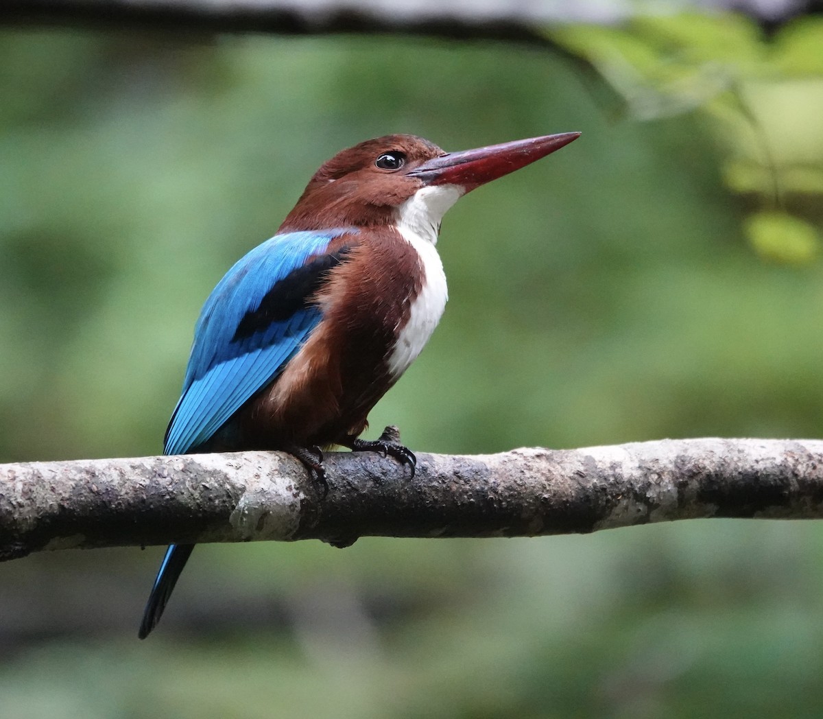 Красноносый зимородок - ML646237079