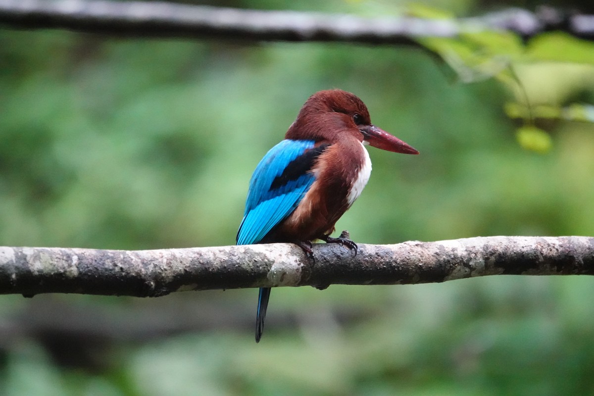 Красноносый зимородок - ML646237081