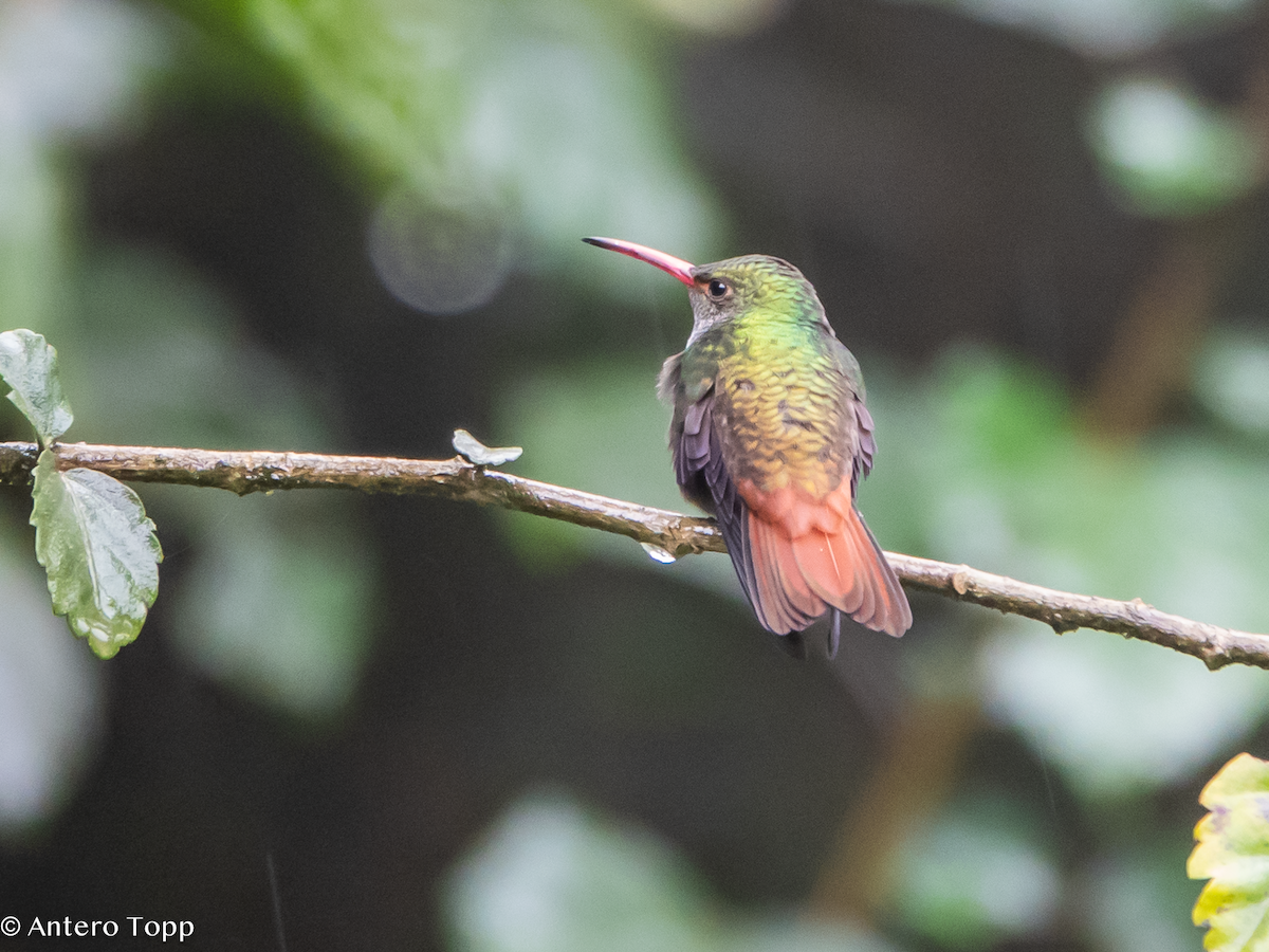 Рыжехвостая амазилия - ML646237083