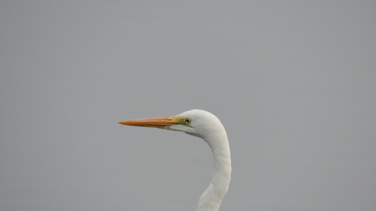 Большая белая цапля - ML646237084