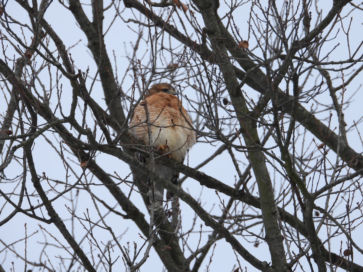 Красноплечий канюк - ML646237086