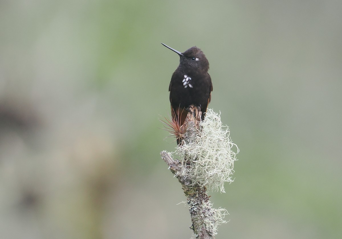 Черноголовая ирида - ML646237087